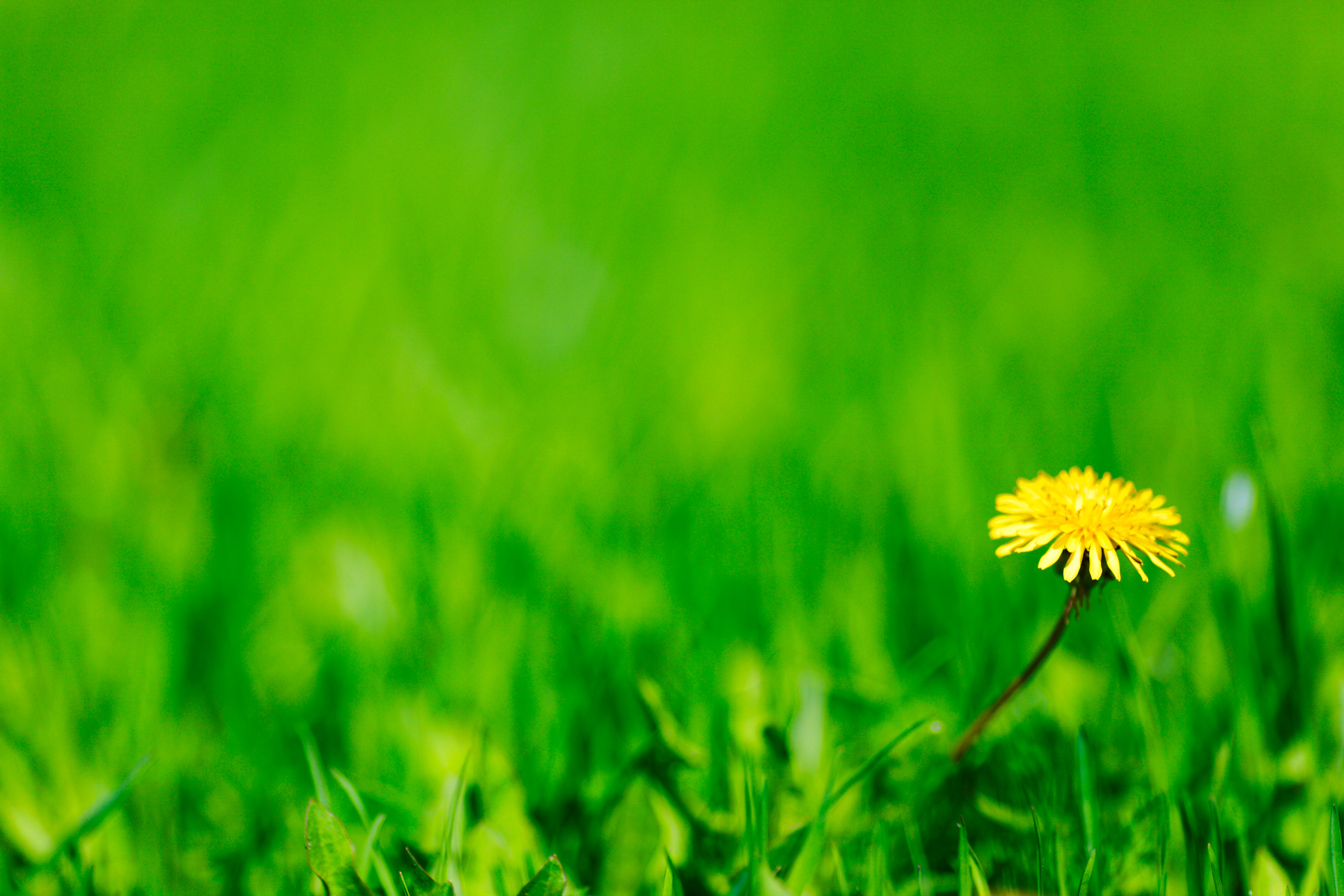 Dandelion