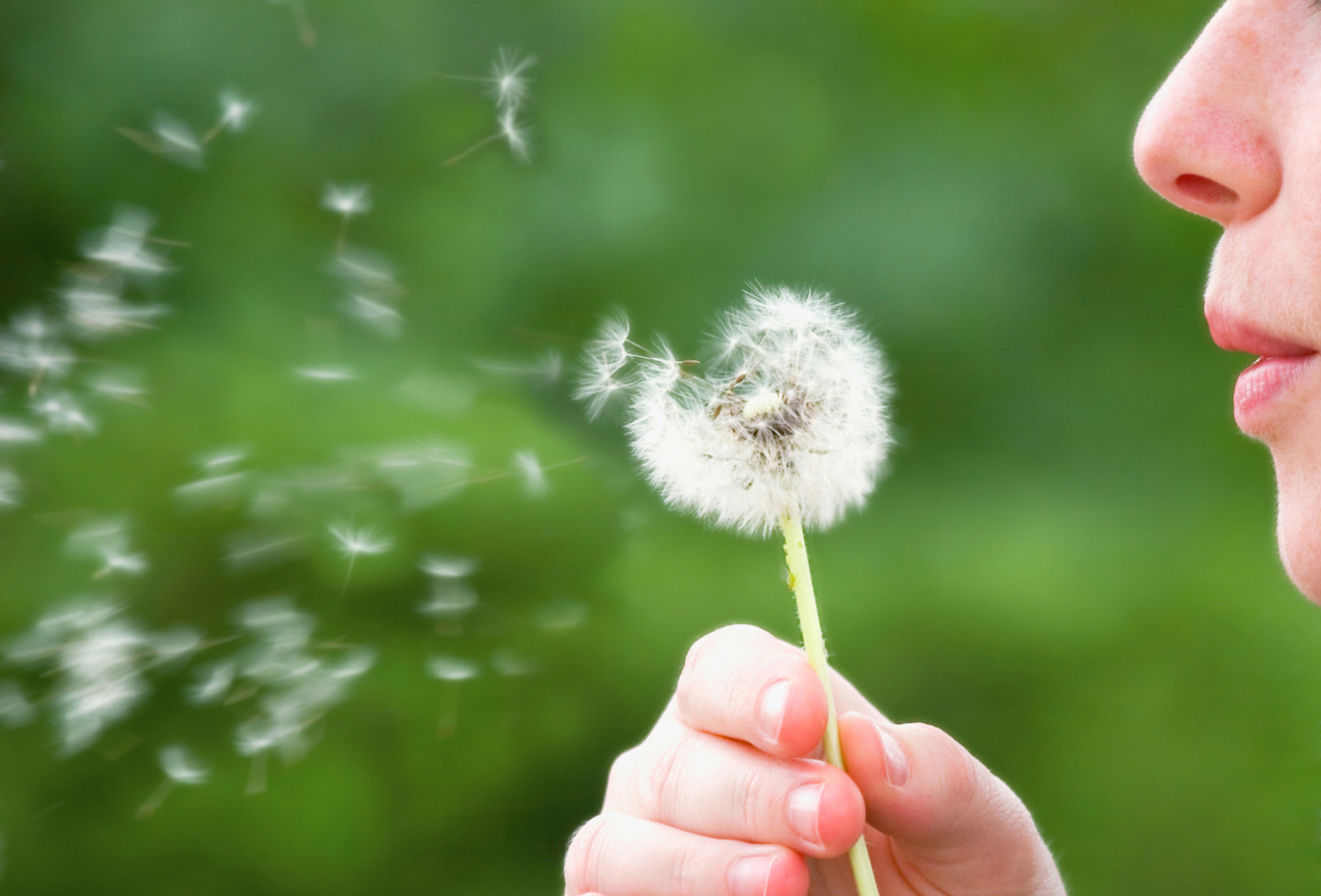 Dandelion