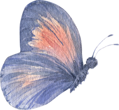 Butterfly Watercolor Illustration 