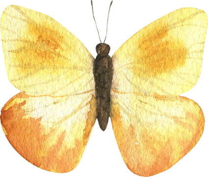 Butterfly Watercolor Illustration 