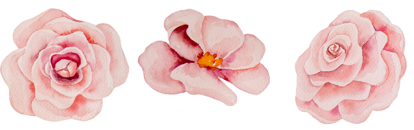 Pink Watercolor Flower 