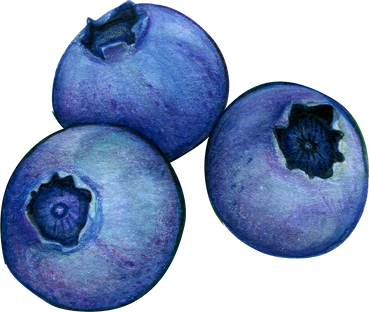 Watercolor Blueberries Illustration